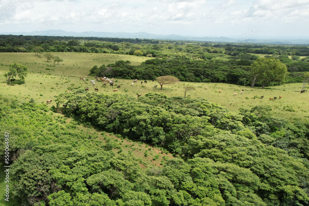 Green landscape with cows and bulls Green landscape with cows and bulls