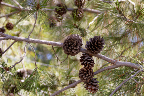 Brown pine cones growing on tree branch with long green needles
