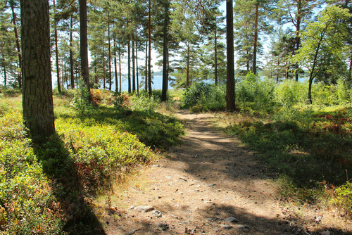 Footpath in a forest by a lake on a hot summer day