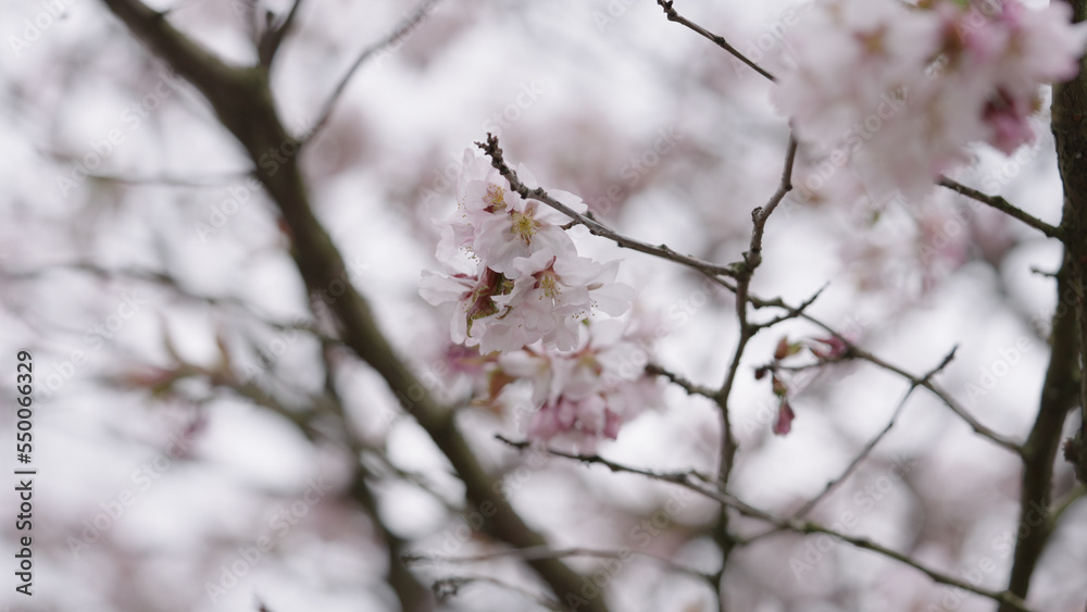 Closeup shot of sakura tree blossom