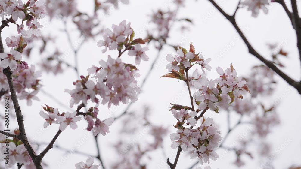 Closeup shot of sakura tree blossom