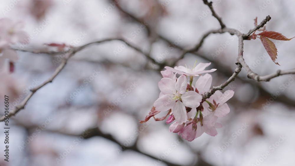 Closeup shot of sakura tree blossom Closeup shot of sakura tree blossom