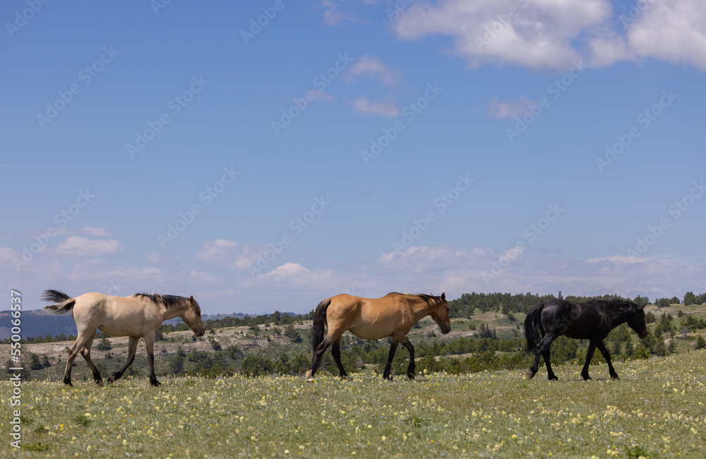 Wild Horses in the Pryor Mountains Montana in Summer Wild Horses in the Pryor Mountains Montana in Summer