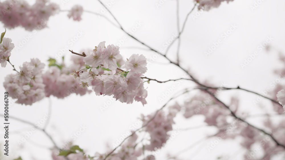 Closeup shot of sakura tree blossom Closeup shot of sakura tree blossom