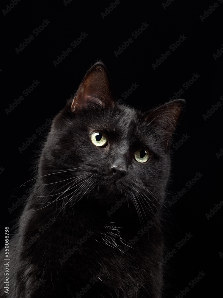 Portrait of a black cat on a black background, studio shot