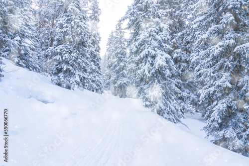 Winter background of snow forest. Fir trees covered with snow on frosty morning. Beautiful winter panoramic view. Special filter, soft focus. High quality photo