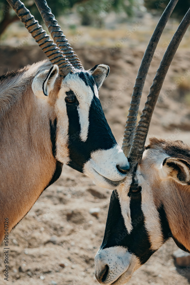Close Up - Portrait zweier Oryx in einem Gehege in der Nähe von Aus, Namibia
