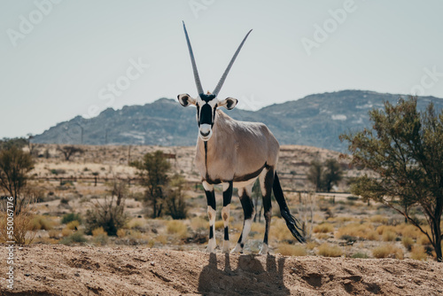 Frontal-Portrait eines stehenden Oryx in einem Gehege in der Nähe von Aus, Namibia