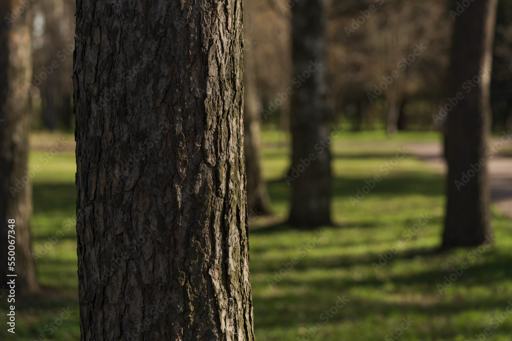Closeup shot of morning in green park in spring Closeup shot of morning in green park in spring