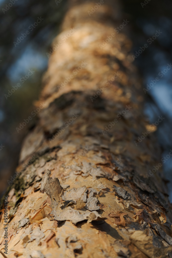 Closeup shot of pine tree with focus on bark Closeup shot of pine tree with focus on bark