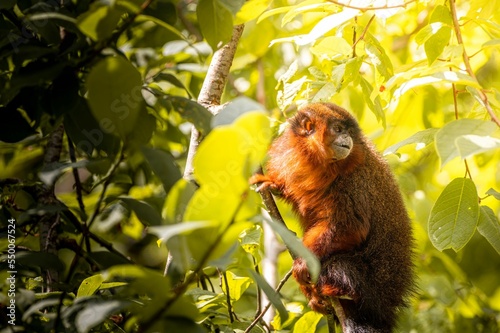 Red titi monkey on a forest tree photo