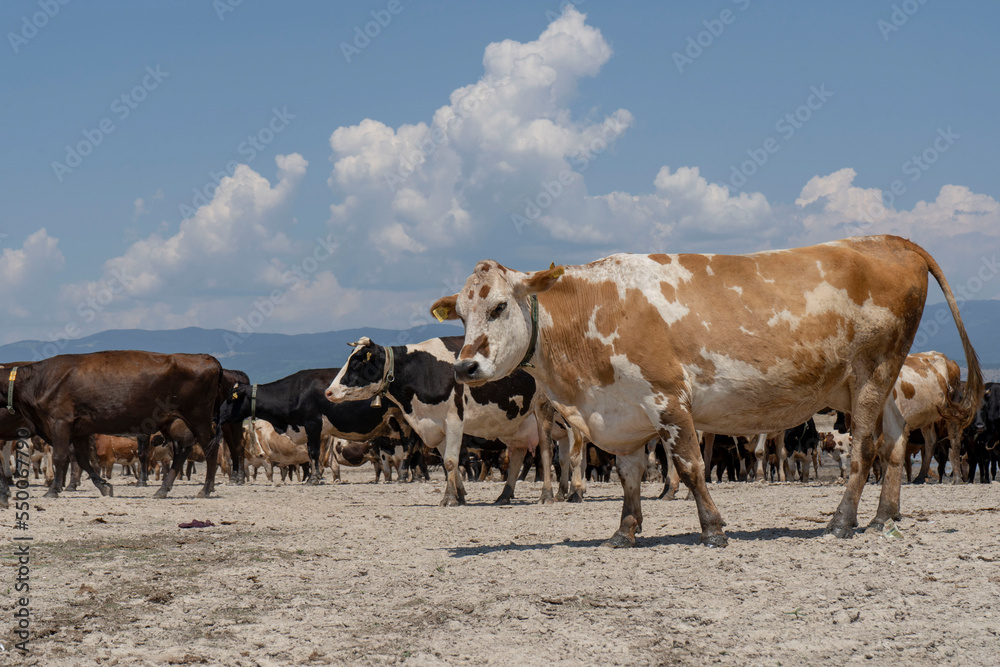A group of cows coming home from grazing in Bulgaria