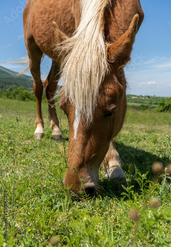 Beautiful horse grazing in a meadow in spring.Close up