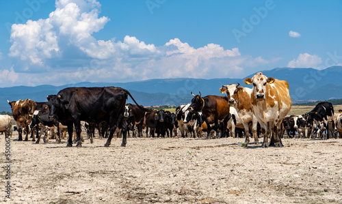 A group of cows returning from grazing look at the camera in Bulgaria © ceci