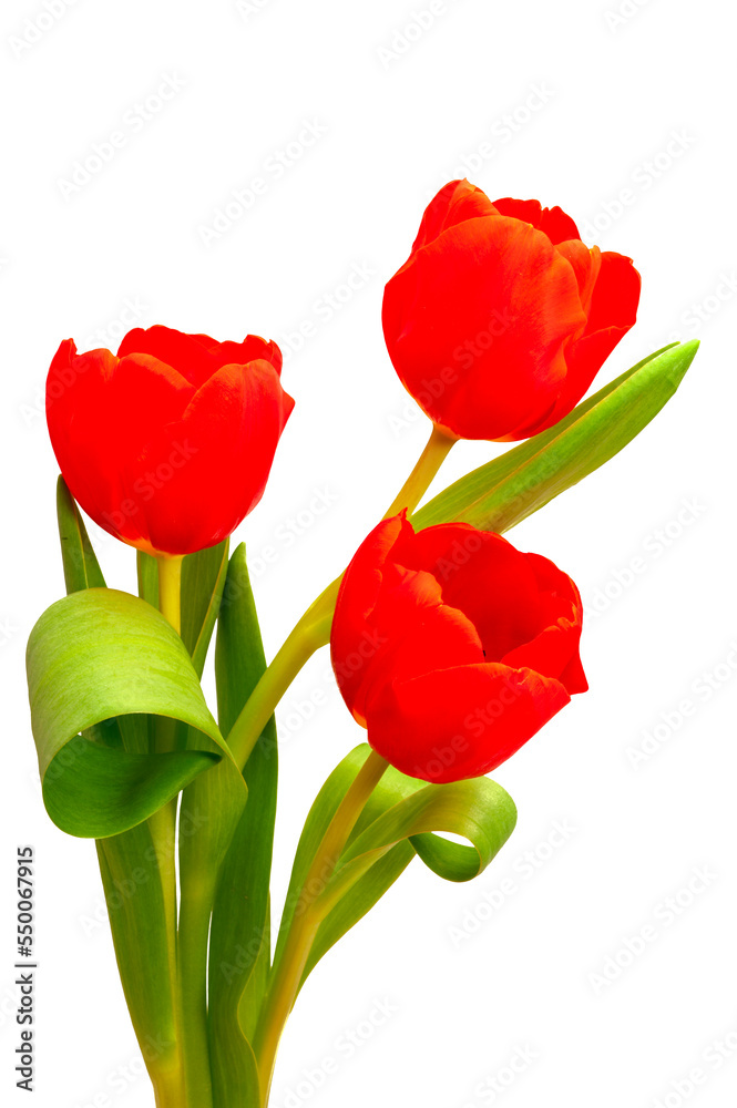 Drei rote Tulpen Drei rote Tulpen