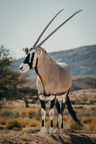 Frontal-Portrait eines stehenden Oryx in einem Gehege in der Nähe von Aus, Namibia