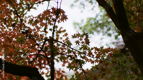 Maple trees with red leaves in Japan in autumn