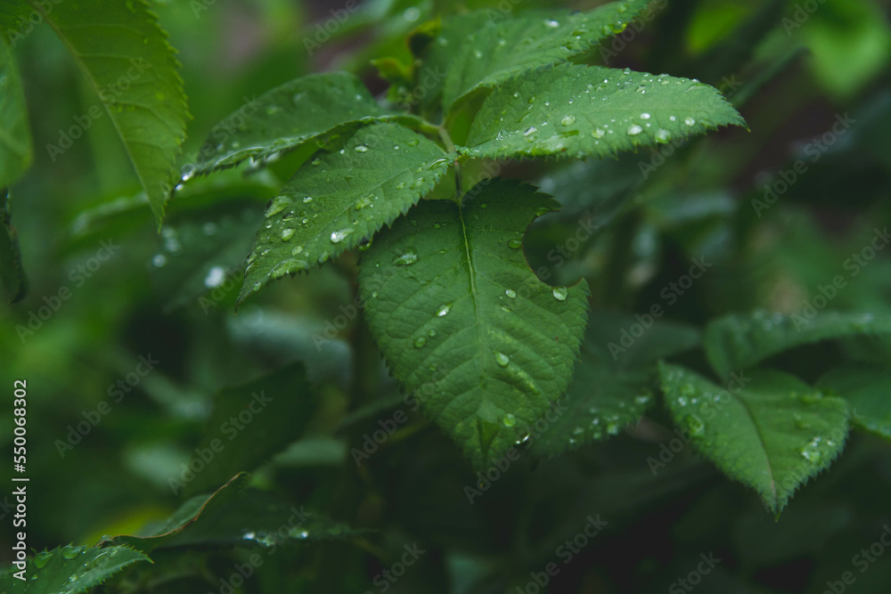 Dew on the grass. Morning foliage of green grass. Summer freshness. Dew on the grass. Morning foliage of green grass. Summer freshness.