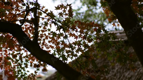 Maple trees with red leaves in Japan in autumn