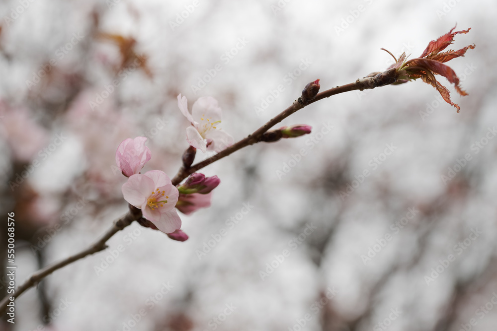 Closeup first cherry blossom flowers, sakura