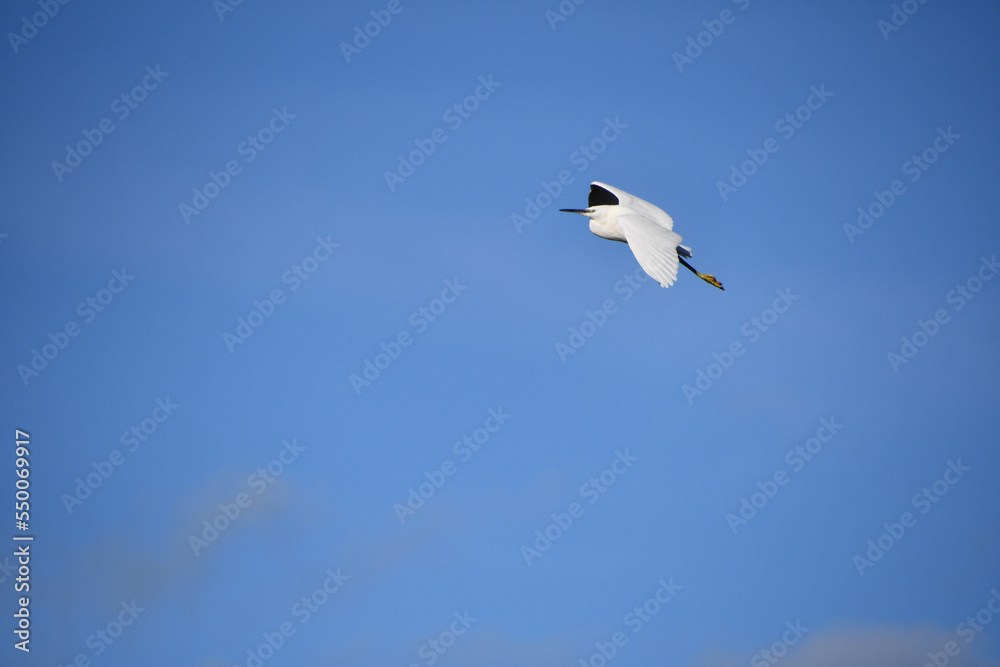 Obraz premium White egret, Kilkenny, Ireland