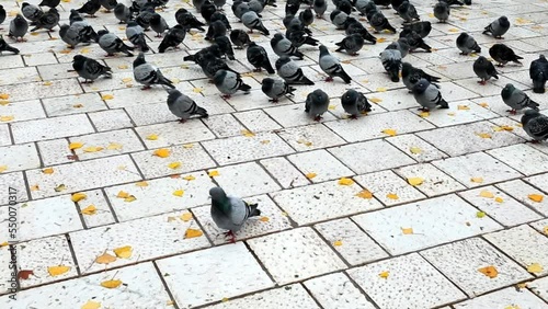 pigeons on the street in Sarajevo