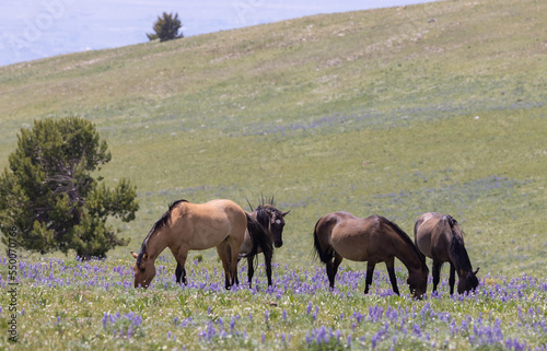 Wild Horses in the Pryor Mountains Montana in Summer