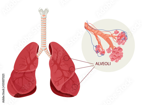 Alveoli structure with capillaries in lungs