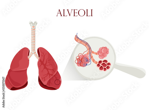 Alveoli with vessels in lungs scheme