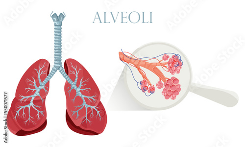 Lungs with detailed alveoli structure