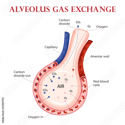 Oxygen and carbon dioxide exchange in alveolus with erythrocytes
