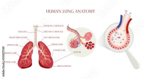 Lung anatomy, alveoli structure and gas exchange scheme