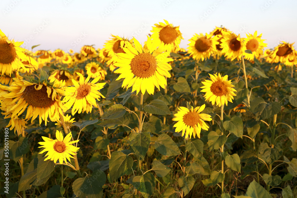 Fototapeta Landscape of sunflower field at dawn