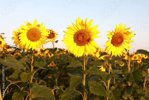 Landscape of sunflower field at dawn in summer