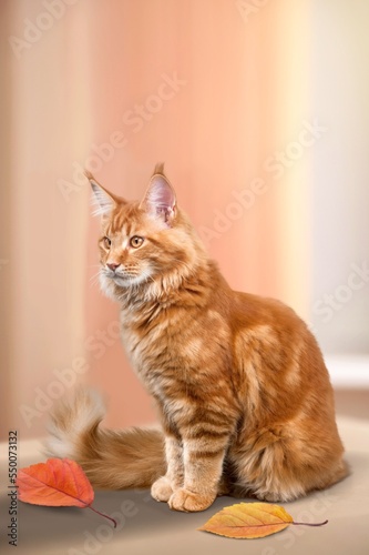 Cute domestic cat on windowsill posing in home