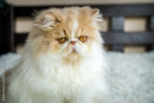 Persian cats washed on the bed