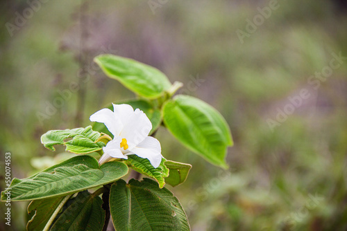 Vellozia Tubiflora en la Piedra Bonita, São Conrado - Rio de Janeiro, Brasil photo