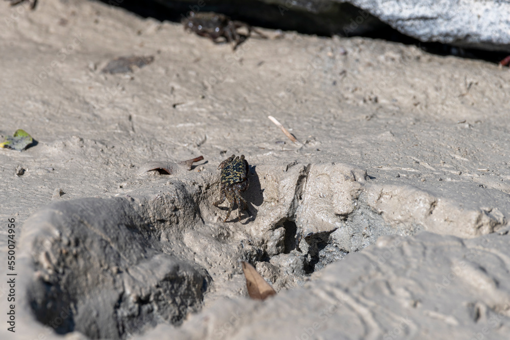 Crabs in the Mangroves of Umm Al Qwain with copy space, United Arab Emirates, UAE Crabs in the Mangroves of Umm Al Qwain with copy space, United Arab Emirates, UAE
