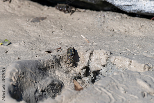 Crabs in the Mangroves of Umm Al Qwain with copy space, United Arab Emirates, UAE photo