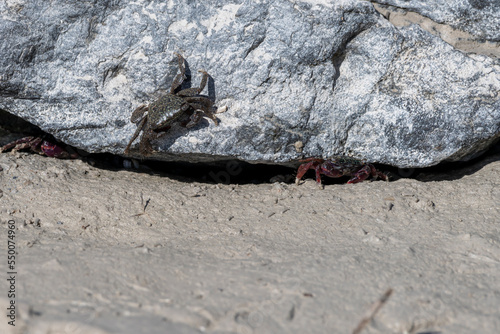 Crabs in the Mangroves of Umm Al Qwain with copy space, United Arab Emirates, UAE photo
