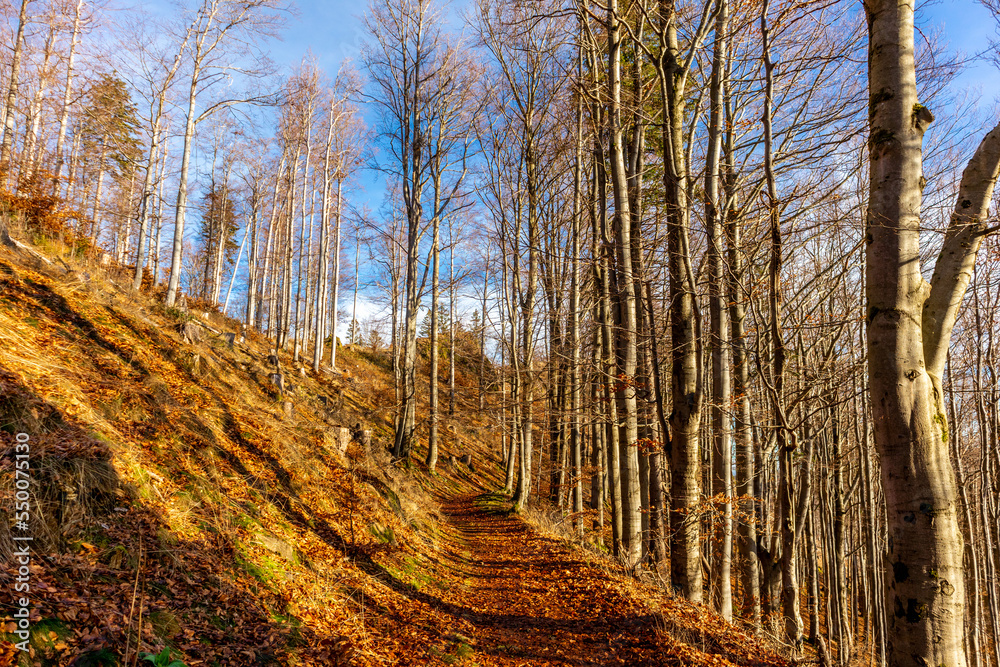 Obraz premium Herbstliche Entdeckungstour durch den Thüringer Wald bei Oberhof - Thüringen - Deutschland
