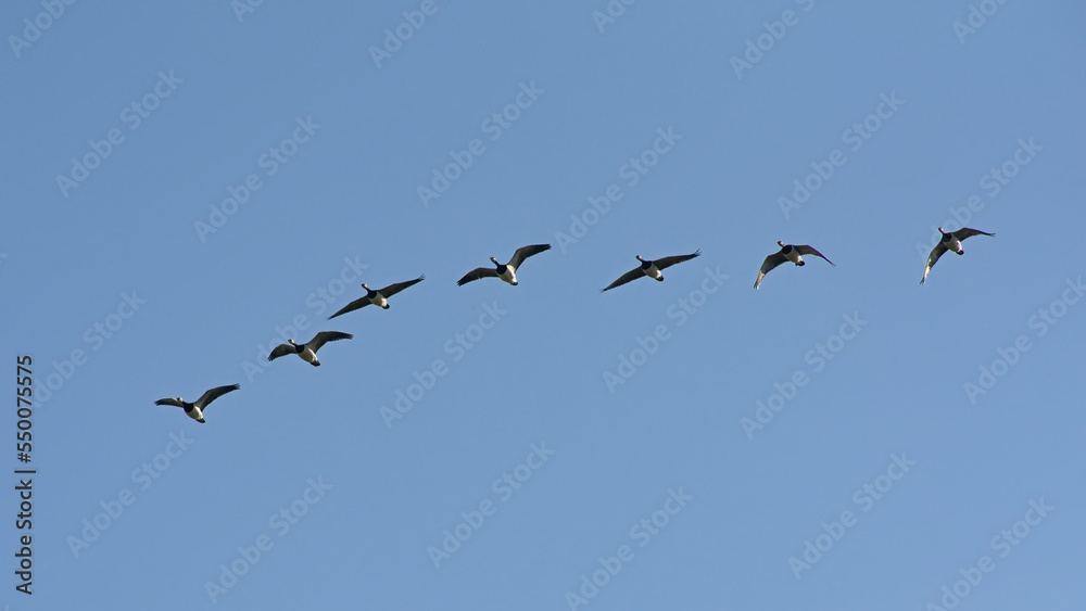 Formatiohn of Canada geese in flight, low angle view - Branta canadensis 