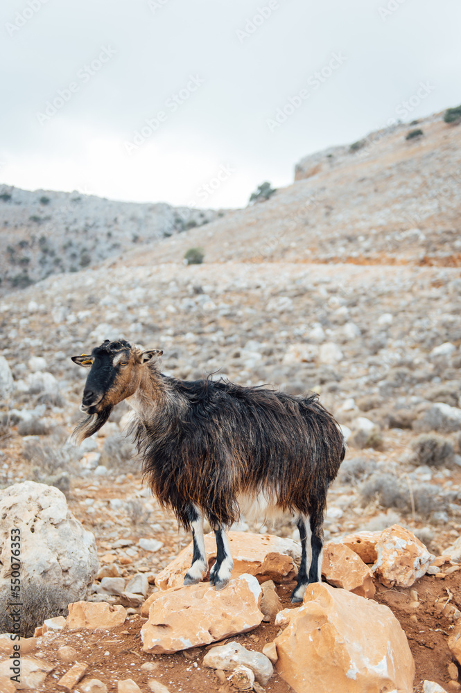 Mountain goat in the middle of nature. Mountain range, Crete island, Greece Mountain goat in the middle of nature. Mountain range, Crete island, Greece