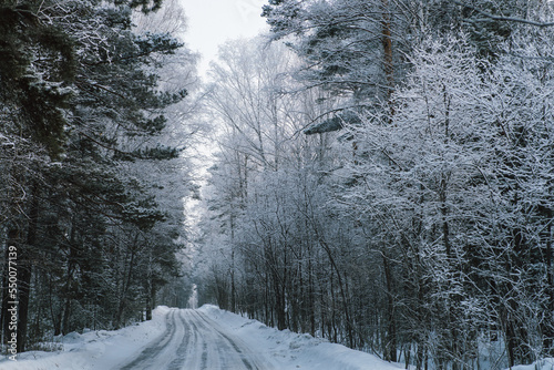 Winter landscape, Winter road and trees, pine trees covered with snow, panoramic shot