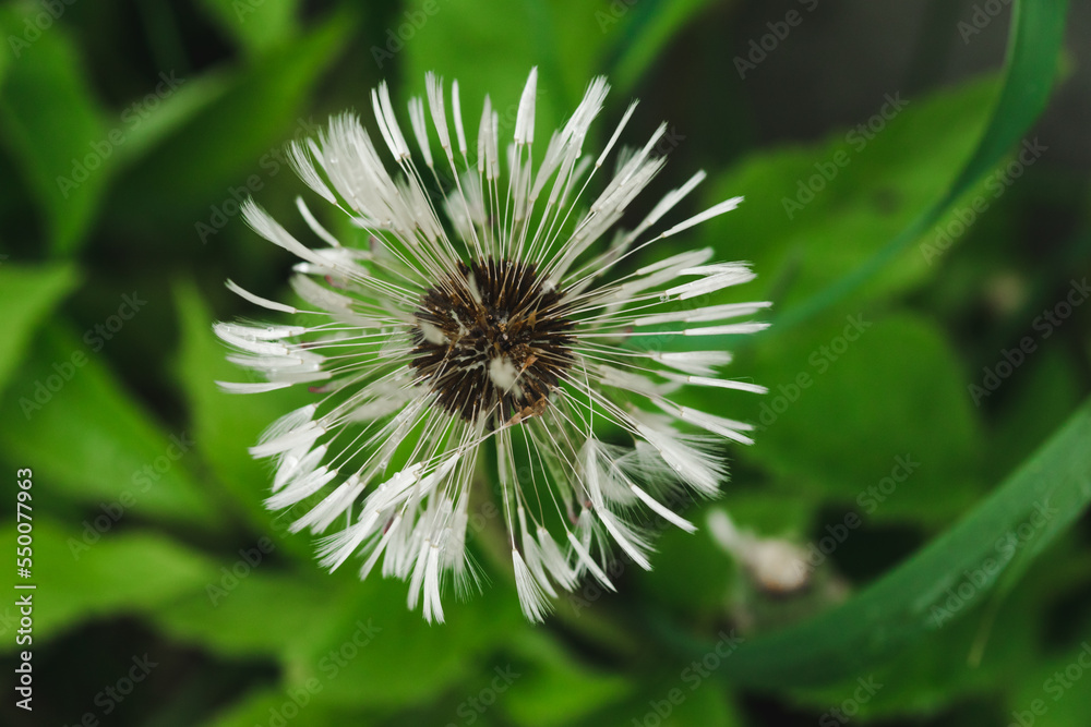 Dandelion flower on green nature background. Blow ball of wet dandelion. White taraxacum head Dandelion flower on green nature background. Blow ball of wet dandelion. White taraxacum head