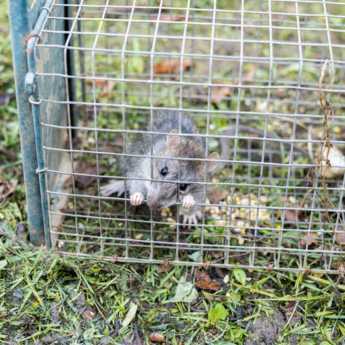 living rat trapped in an iron cage