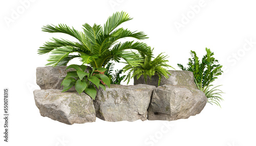 Tropics green plants gardening design with nature rock transparent background 3d rendering png file photo