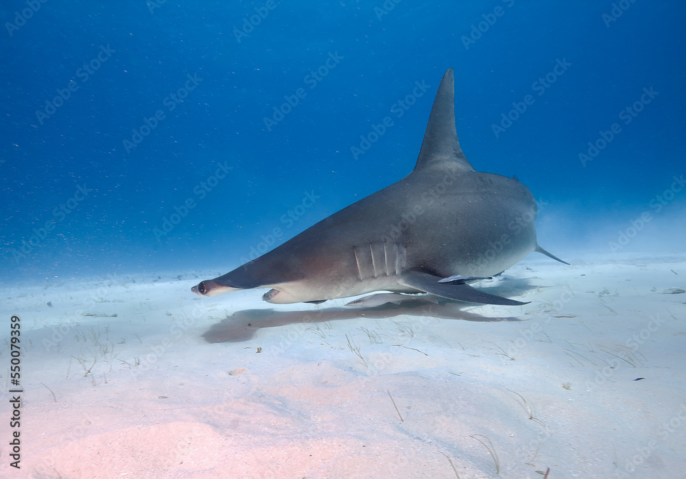 Fototapeta premium Great hammerhead shark in blue sea water.