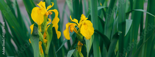 Wild iris flower in wildlife.