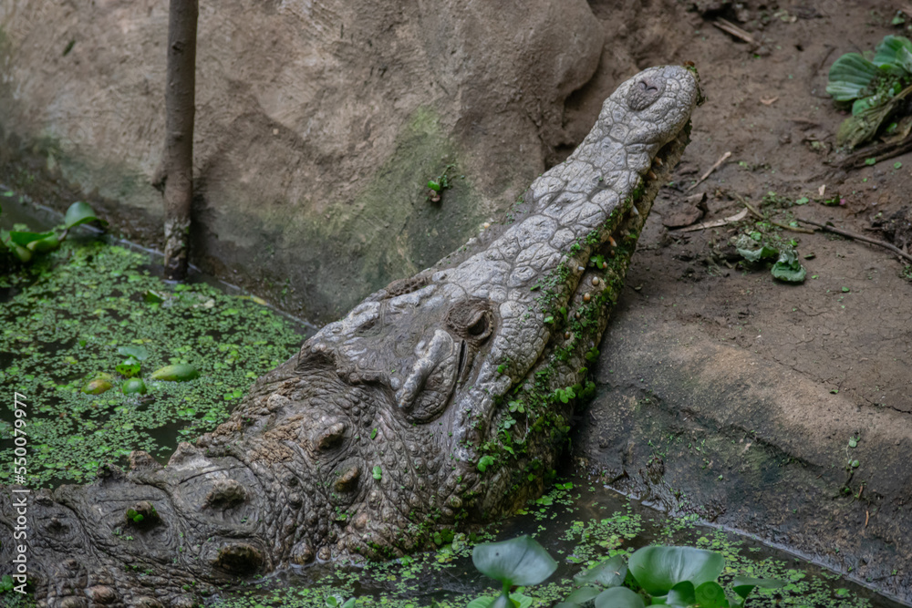 Obraz premium crocodile hidden in the forest under the wather waiting to hunt